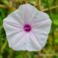 Ipomoea sagittifolia Burm.f.